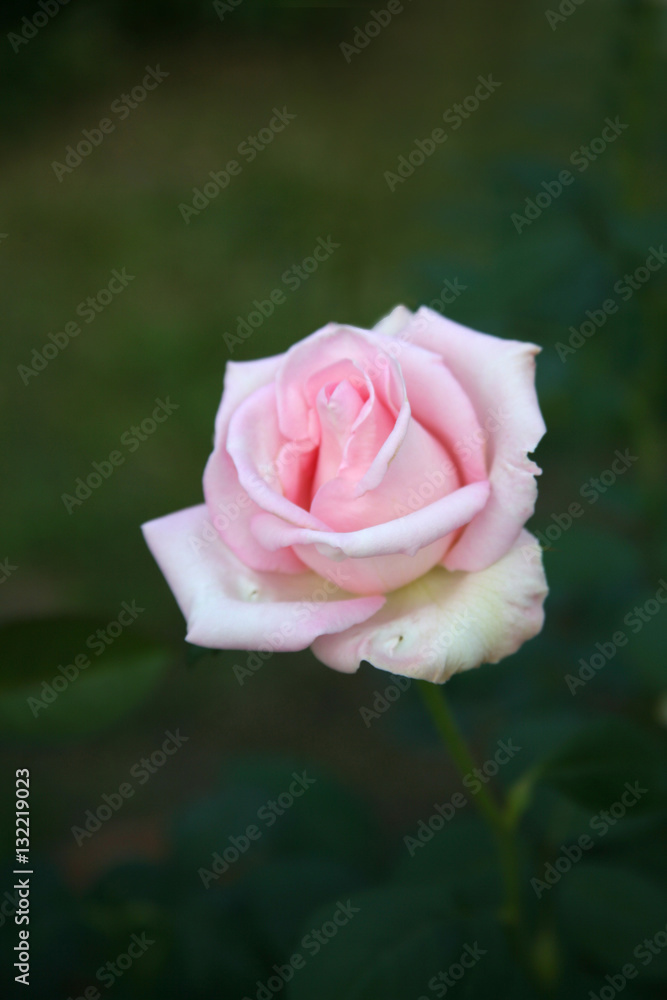 Pink rose / Lovely pink Pink rose / Lovely pink