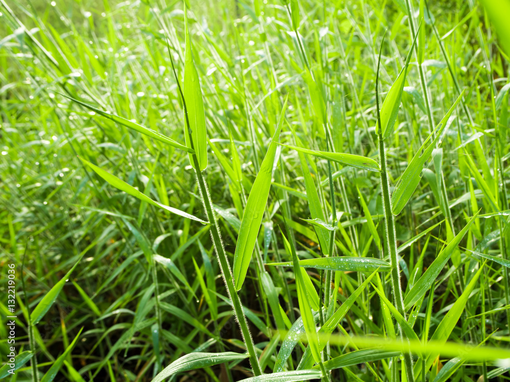 Freshness Grass in the countryside grassland Freshness Grass in the countryside grassland