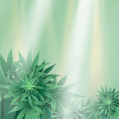 Cannabis or Marijuana Background.  Hand drawn vector illustration of the plant in top view and spotlights.  