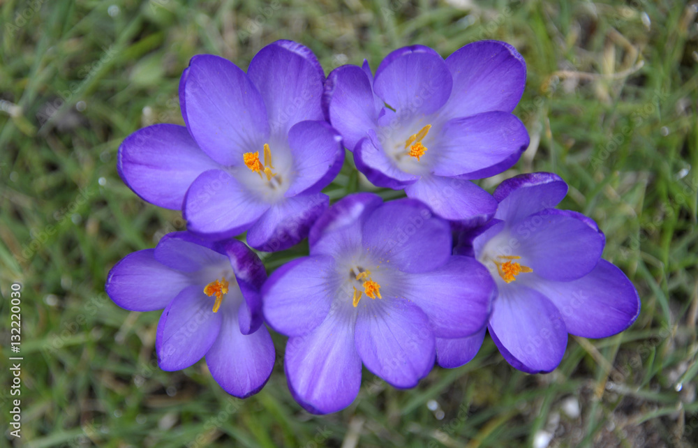 Crocus flowers Crocus flowers
