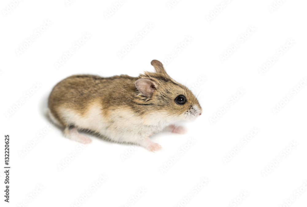 cute hamster scared. cute hamster scared.