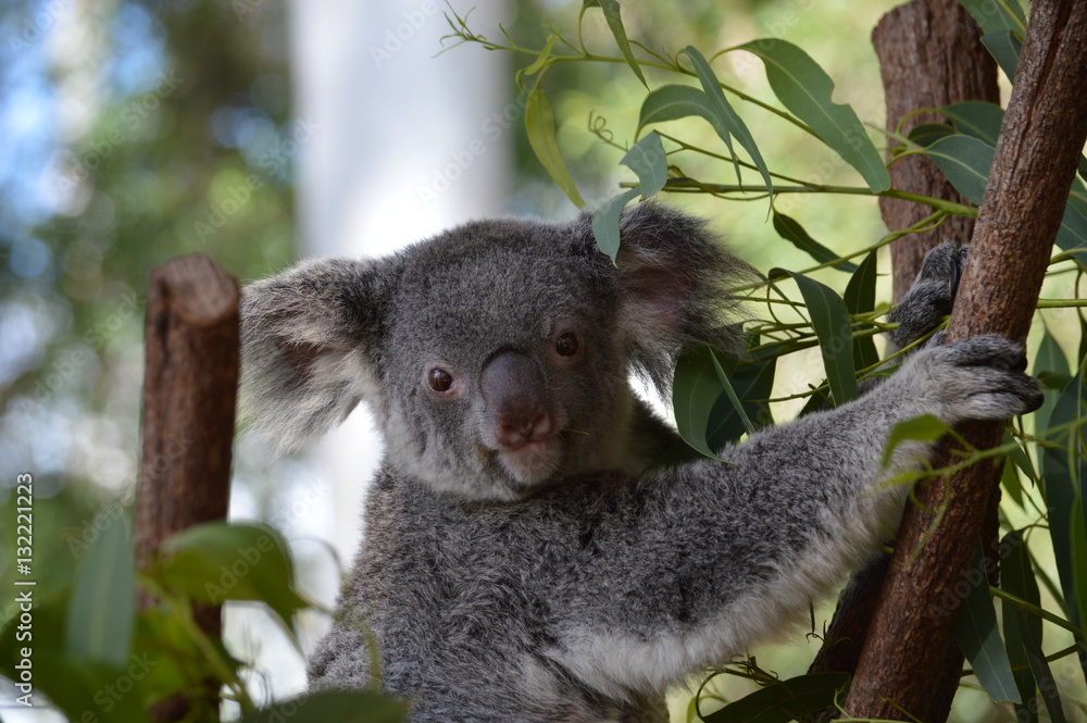 Fototapeta premium happy koala bear