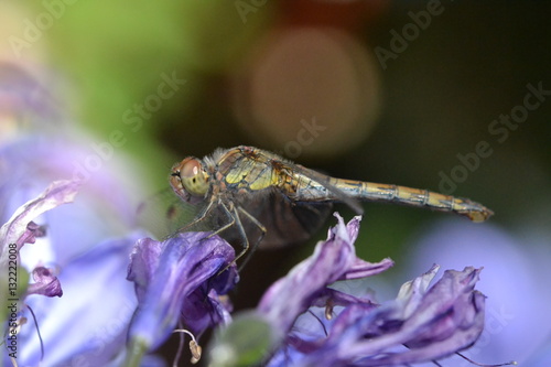 Libelle auf Agapanthus photo