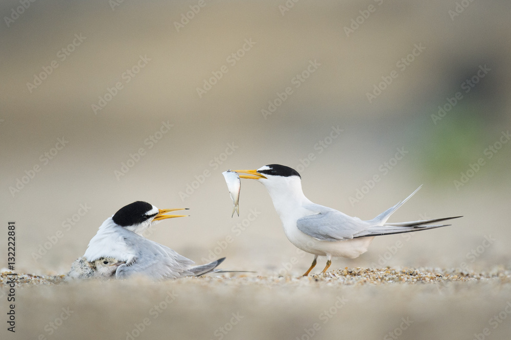 Least Tern Offering Fish Least Tern Offering Fish