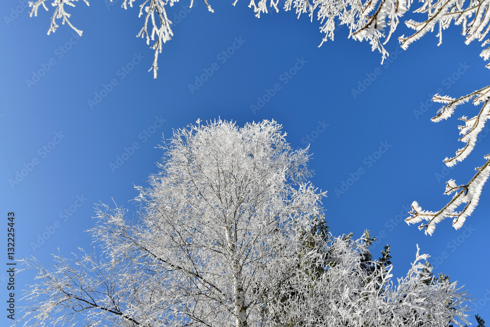 Frosted birch tree, icy branches, blue sky.