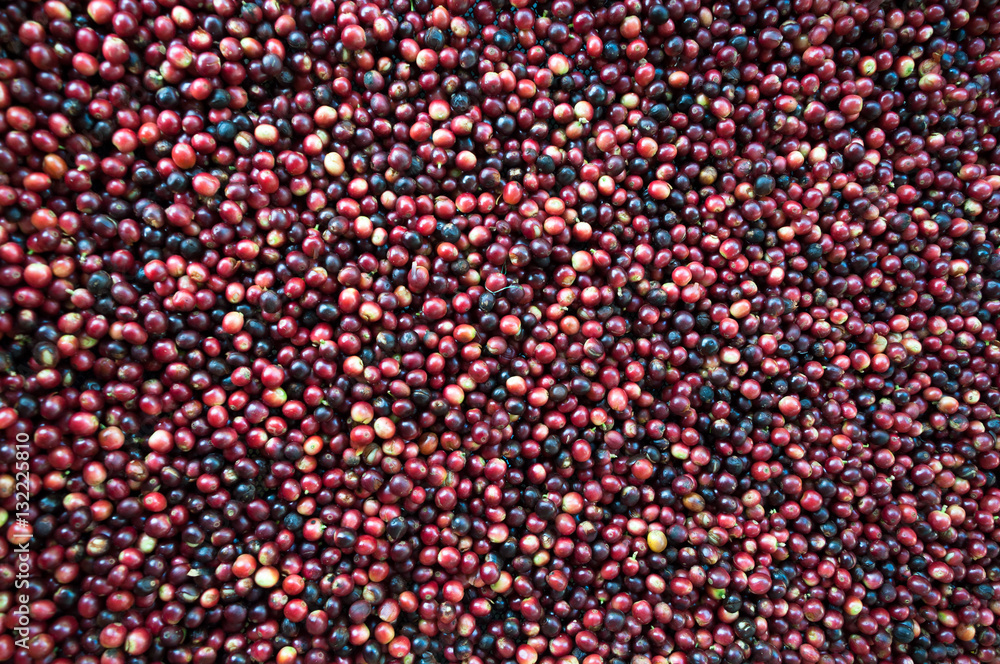 fresh coffee beans before roast,Coffee seeds beans ripening fresh coffee beans before roast,Coffee seeds beans ripening