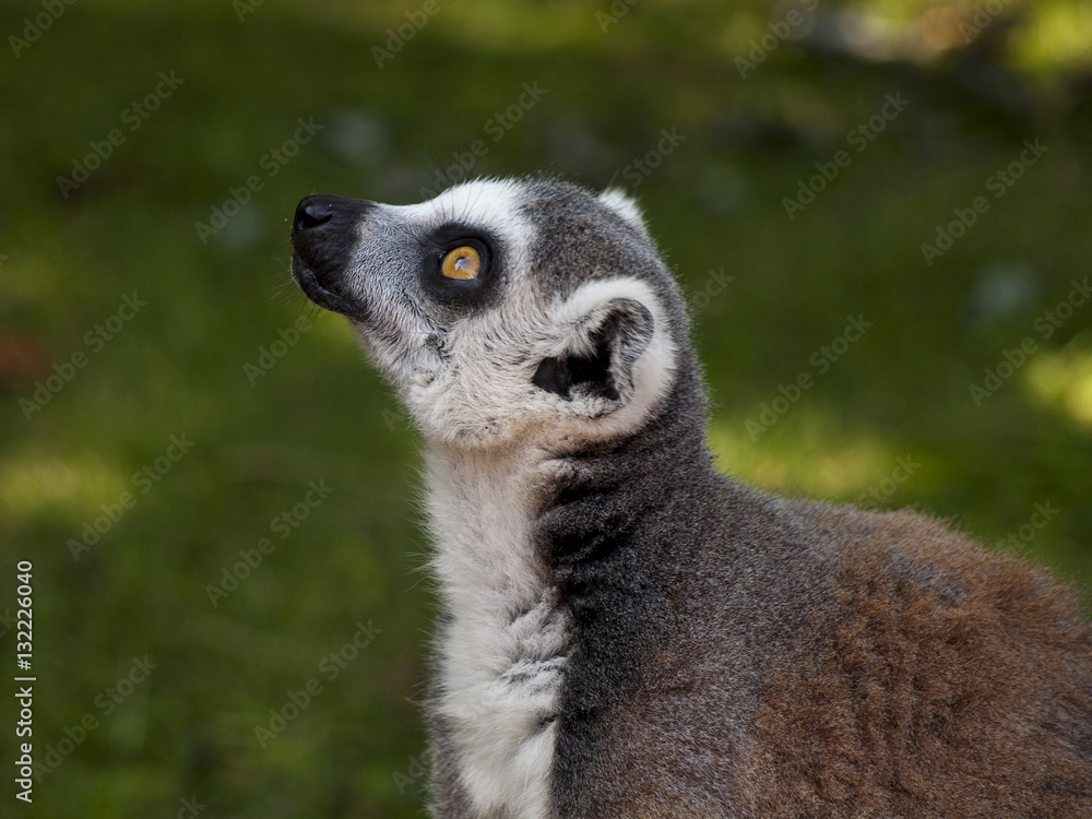 Fototapeta premium lemur