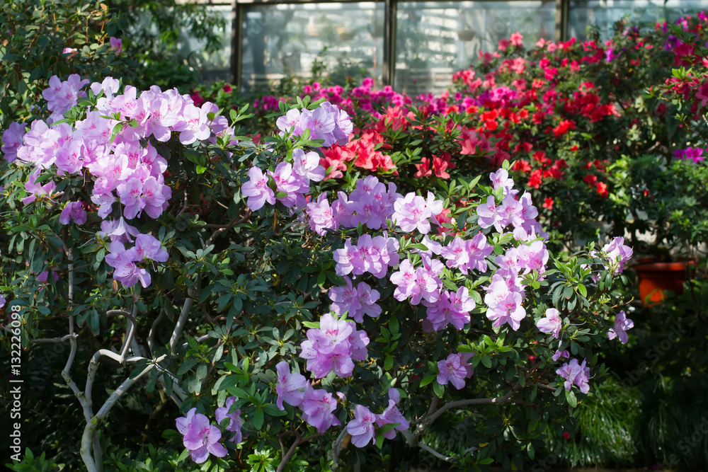 Flowers in the botanical garden.