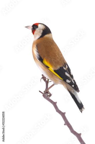 goldfinch