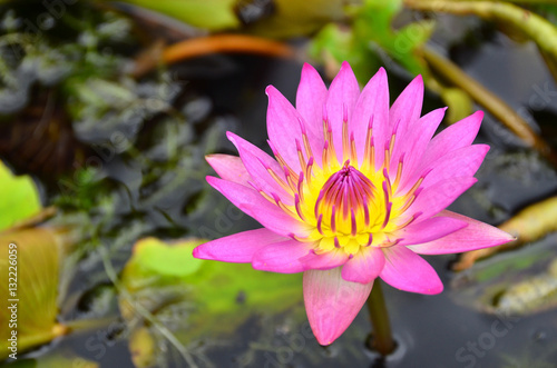 Pink lotus flower in the garden.  