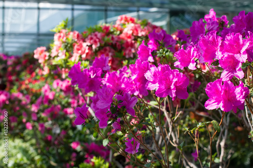 Wallpaper Mural Beautiful bright pink azalea in the garden. Torontodigital.ca
