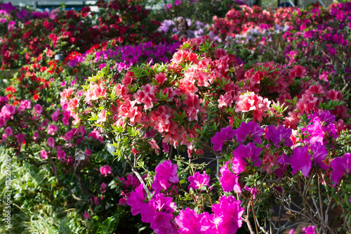 Fototapeta Naklejka Na Ścianę i Meble -  Flowers colorful garden.