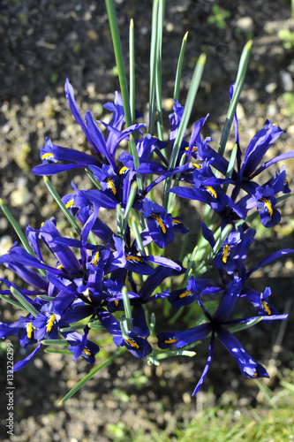 Wallpaper Mural Dwarf Iris Torontodigital.ca