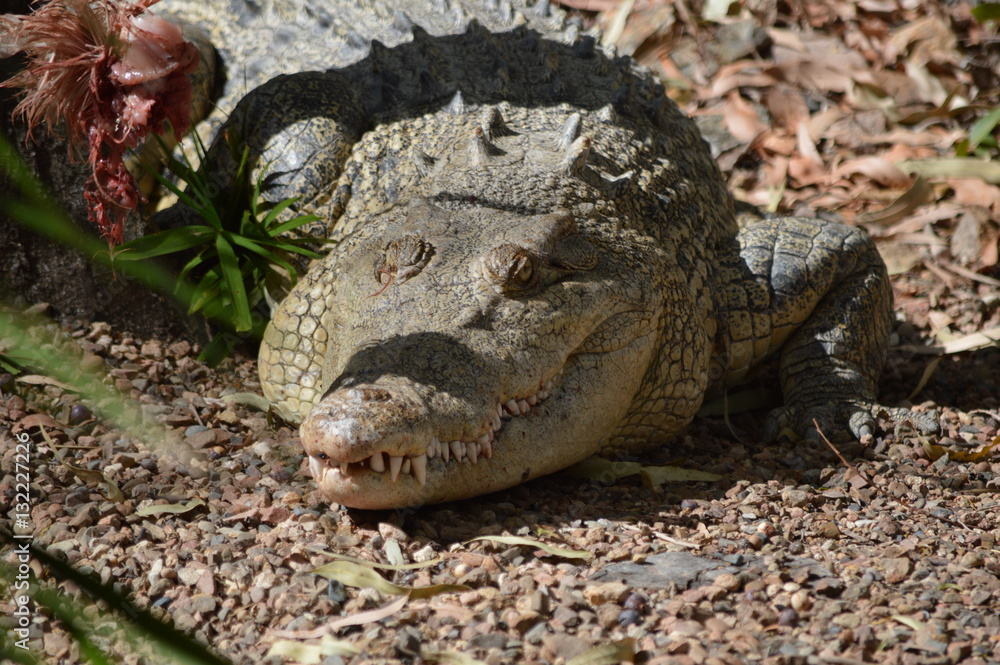 Obraz premium Krokodil auf der Lauer