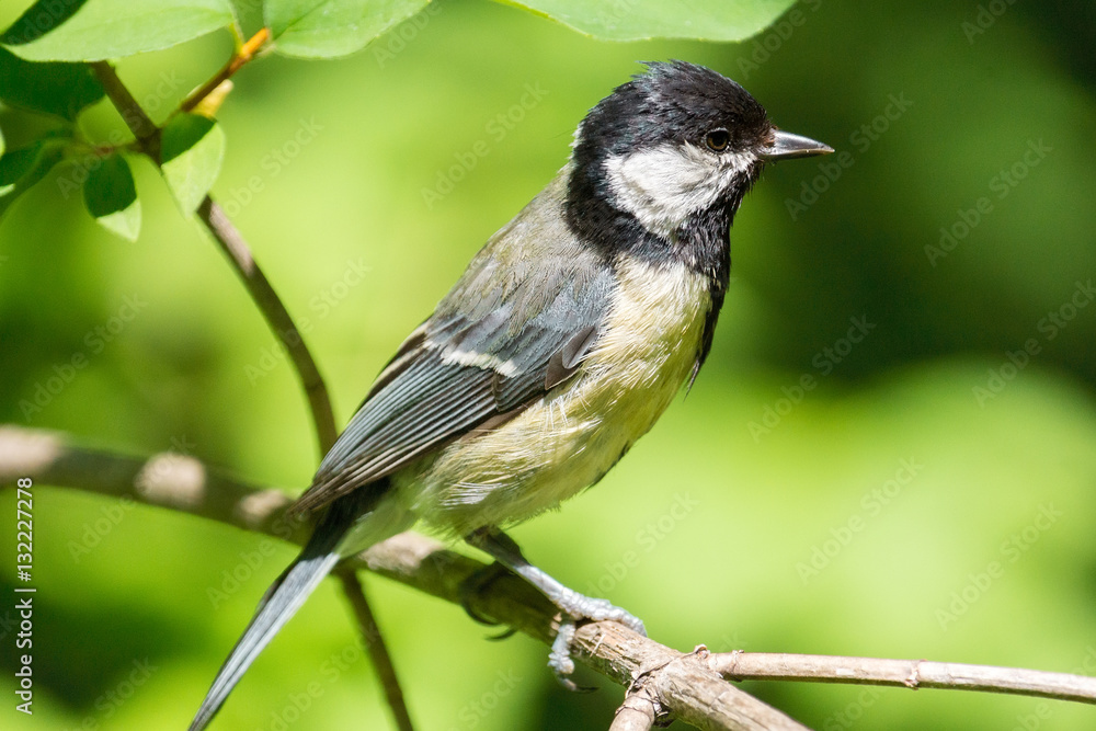 Obraz premium tit on a branch
