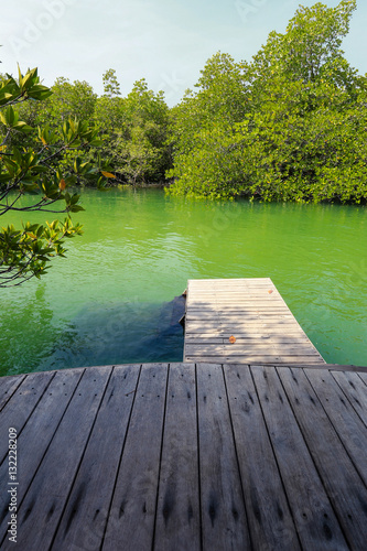 beautiful view from balcony to mangrove forest.