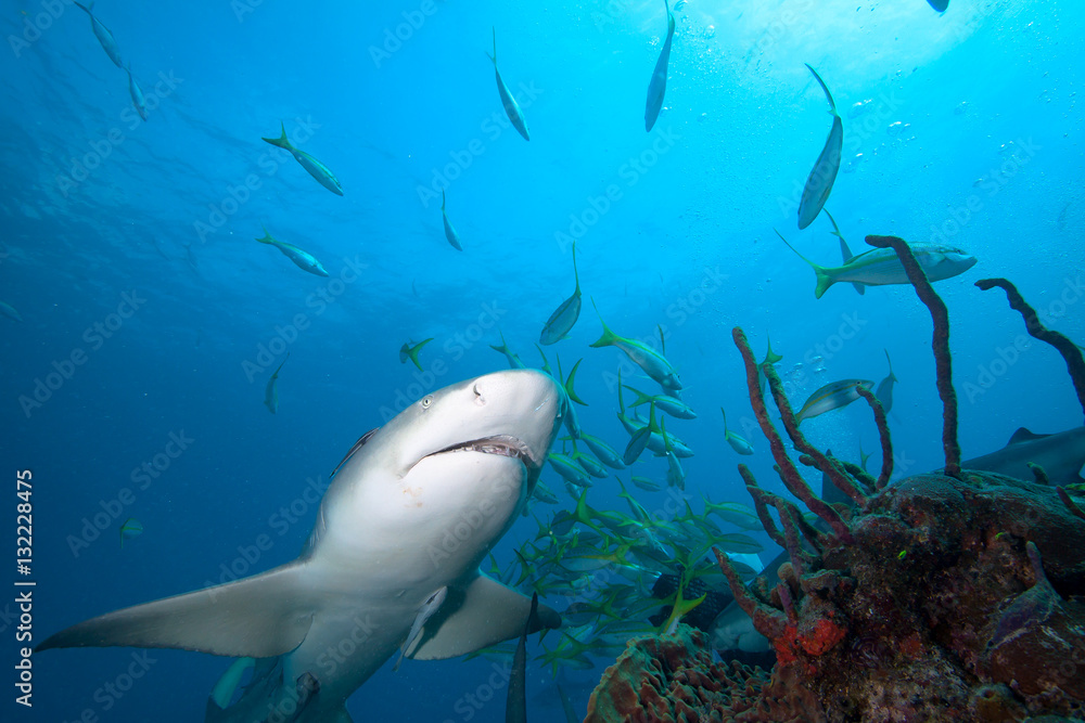 Obraz premium Lemon shark