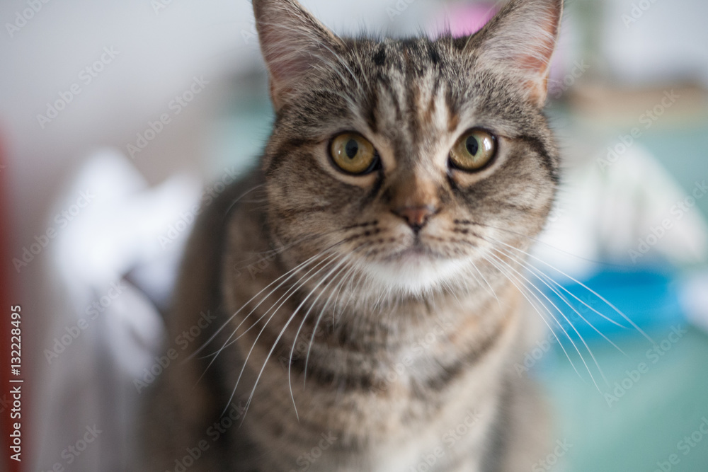 Fototapeta premium Cat