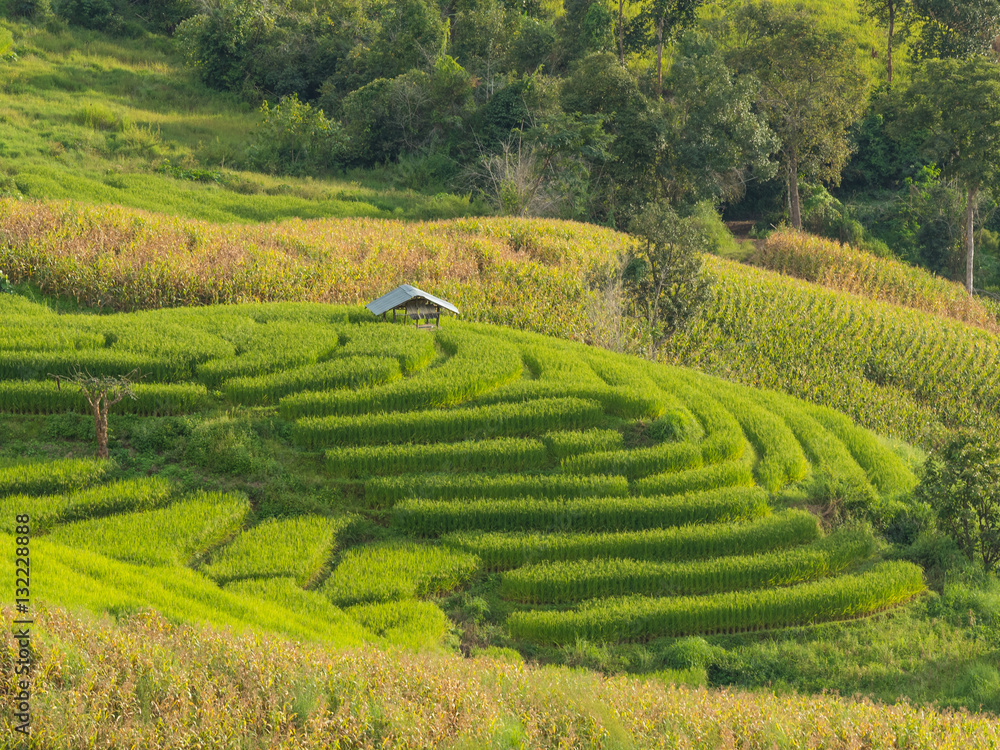 Green Rice Terrace Field in Chiang Mai, Thailand