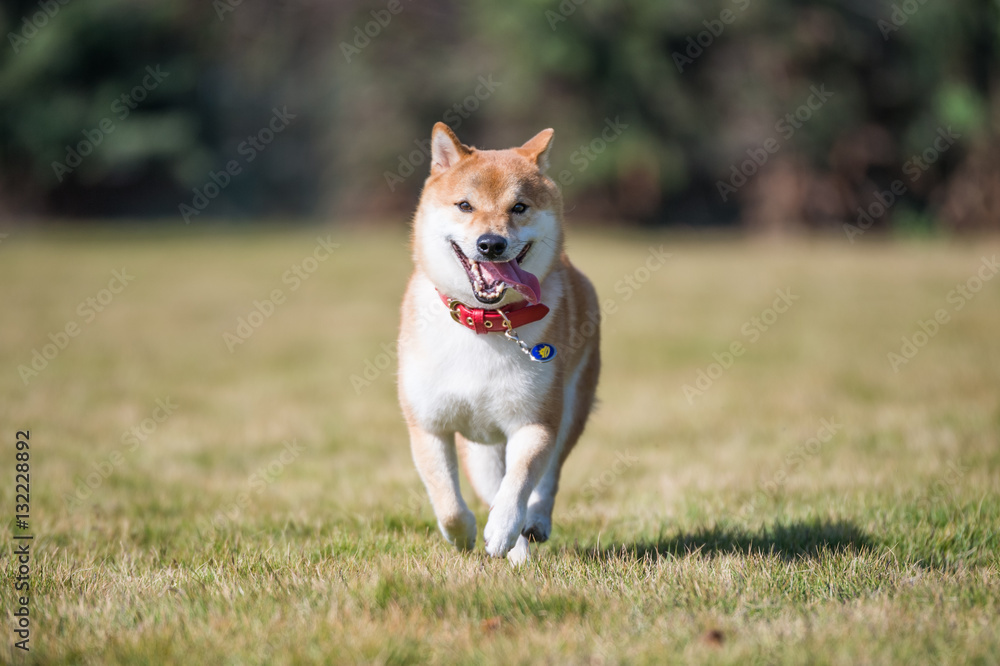 Shiba dog playing in the grass Shiba dog playing in the grass