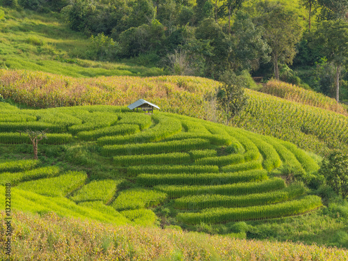 Green Rice Terrace Field in Chiang Mai, Thailand