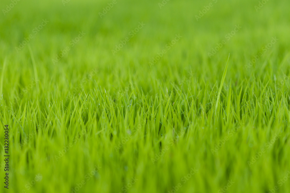 Beautiful green rice field background, Selective focus. Beautiful green rice field background, Selective focus.