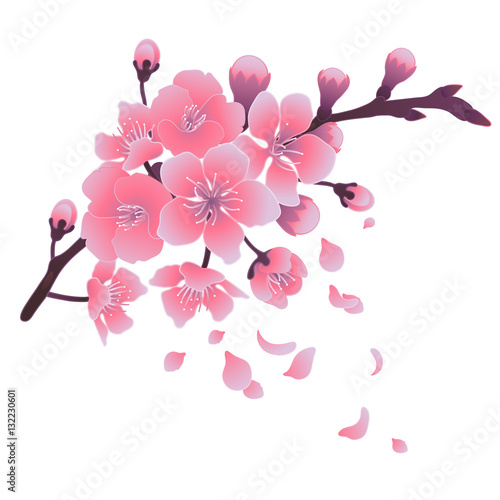 Graphic sakura flowers