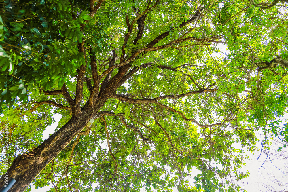 Forest trees. nature green wood sunlight backgrounds. Forest trees. nature green wood sunlight backgrounds.