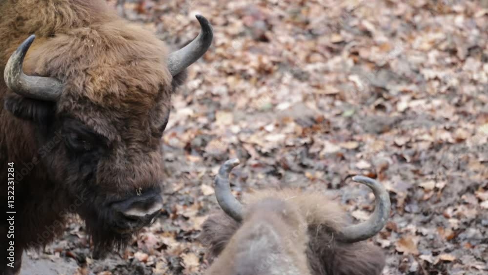 Close up of two big bisons, Poland Close up of two big bisons, Poland