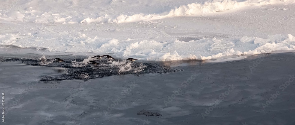 Group of cute Adelie penguins flying over ice-covered ocean