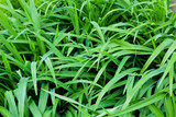 Background of a green long grass. Natural texture
