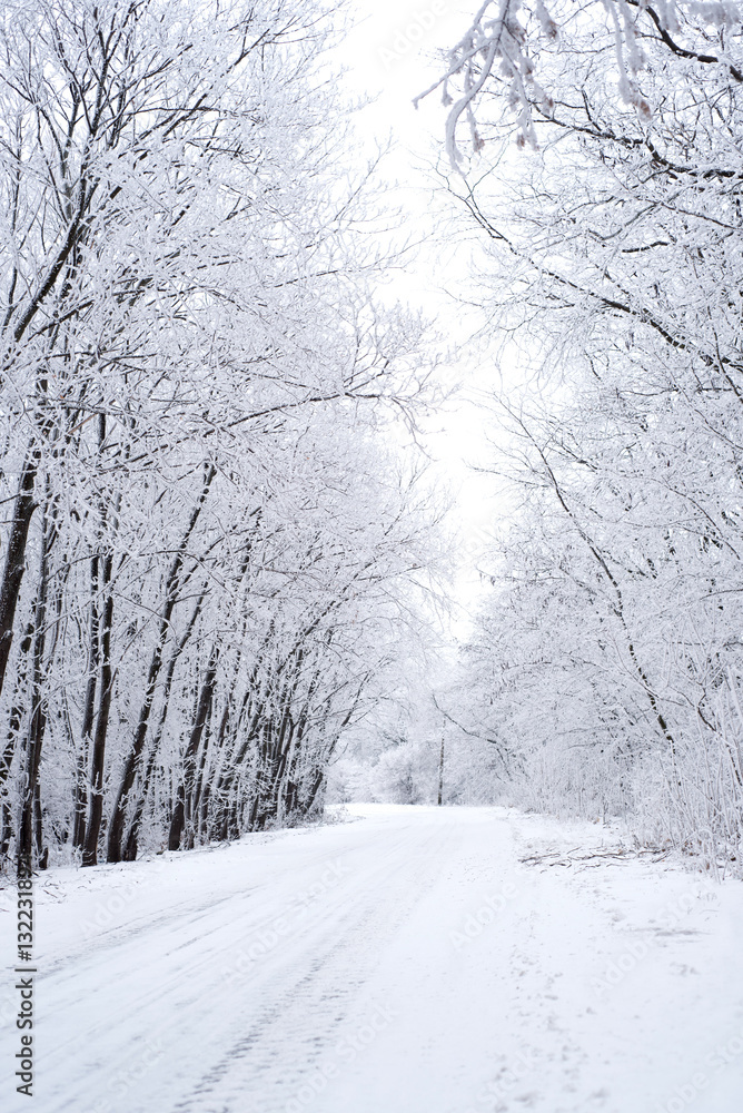 Fototapeta premium Winter path with frozen trees
