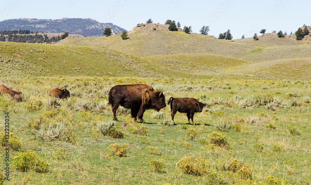 Several bisons in the prairie. Yellowstone National park,WY.USA