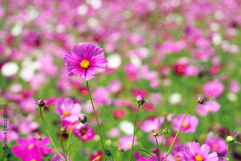 pink cosmos flower with copy space pink cosmos flower with copy space