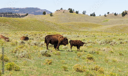 Several bisons in the prairie. Yellowstone National park,WY.USA © Elena Milovzorova