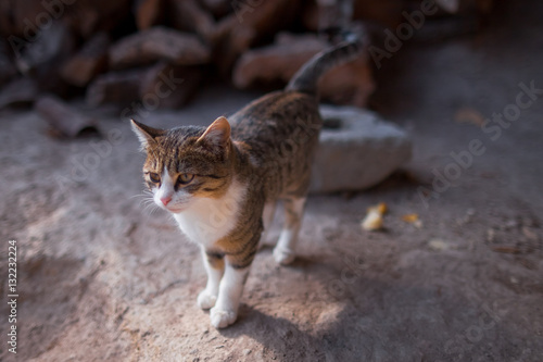 Gruziński kot. Georgian cat.