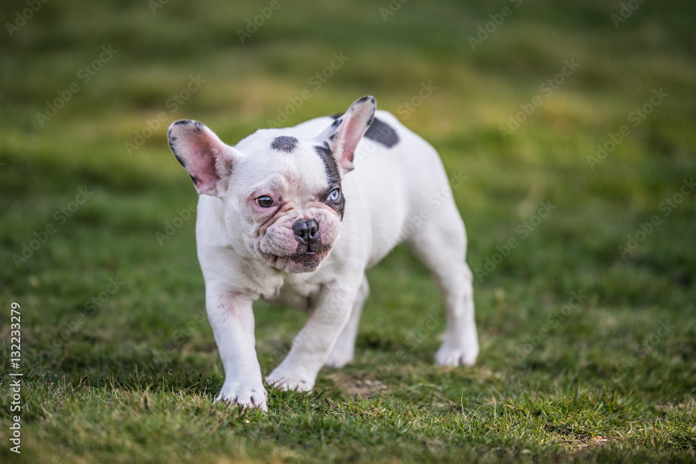 French bulldog playing on the grass