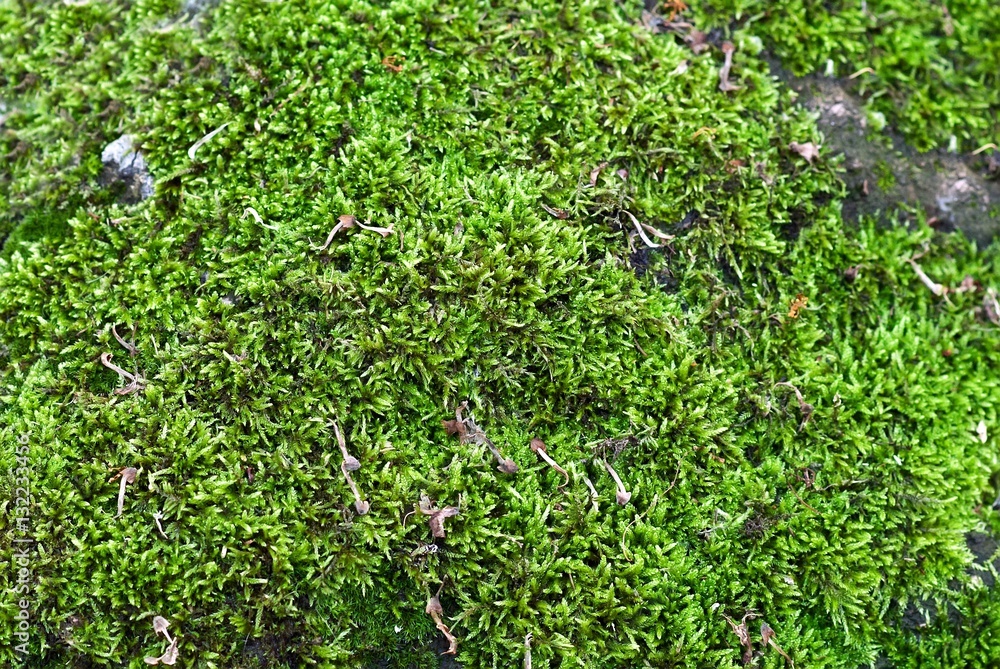 Obraz premium Green moss background