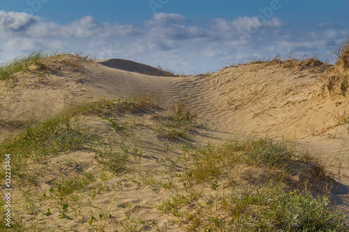 Dunes and vegetation at Cassino beach