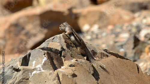 A barbary ground squirrel (Atlantoxerus getulus) watch around. 11136
