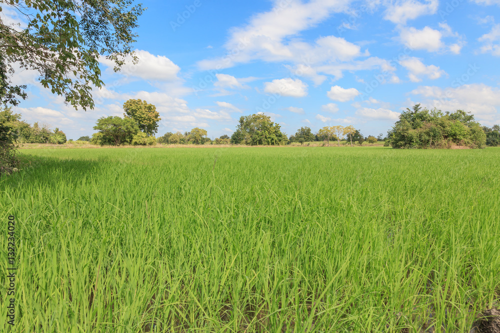 paddy fields and green rice of Thailand farmer paddy fields and green rice of Thailand farmer