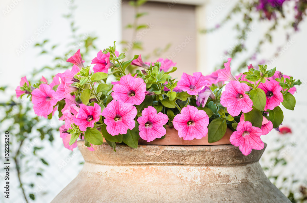 Fototapeta premium Amphora with flowers