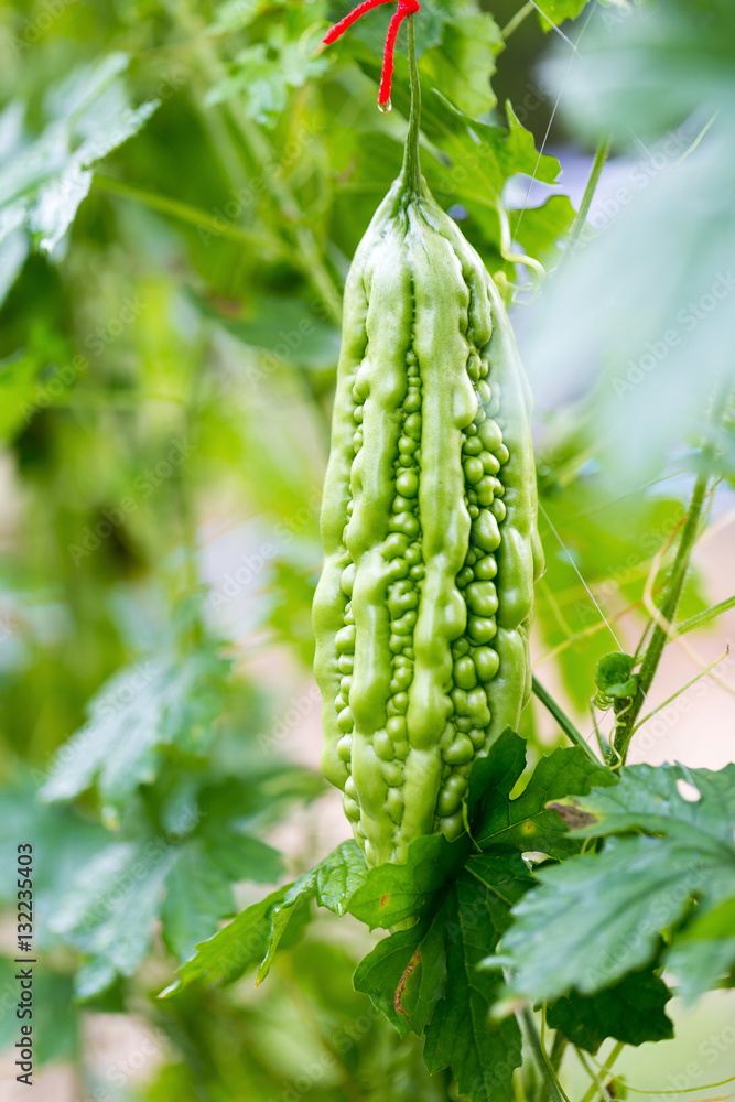 Obraz premium Wild Bitter Gourd, Bitter Cucumber,Bitter Gourd in garden.
