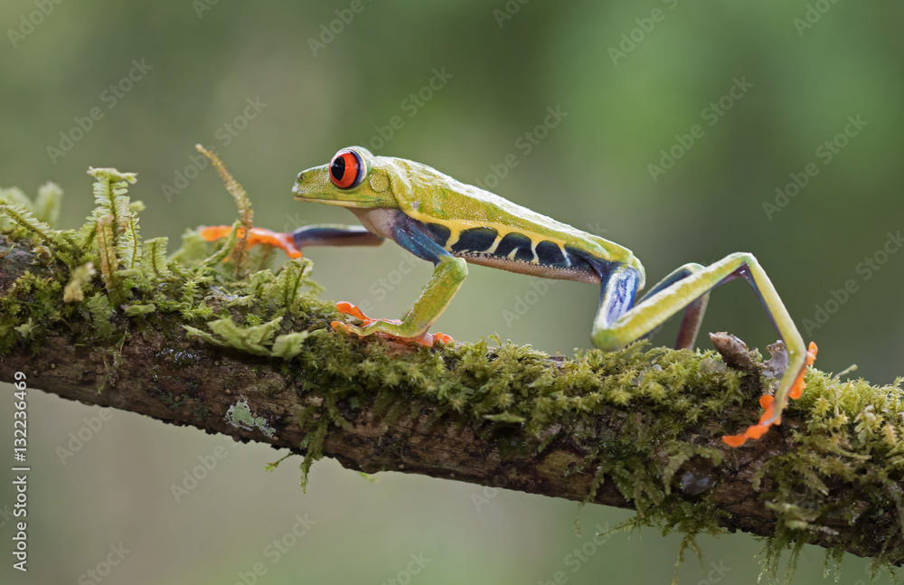 Fototapeta premium Red-eyed tree frog walking on a branch (Agalychnis callidryas), Costa Rica