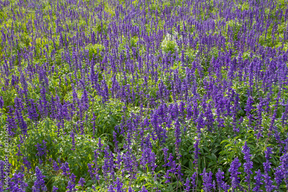 Obraz premium purple lavender flowers