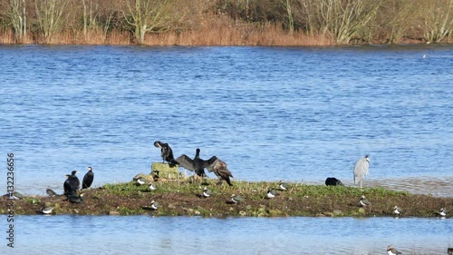 Cormorant on Island. Sunbathing Rear View. Sevenoaks.
 photo