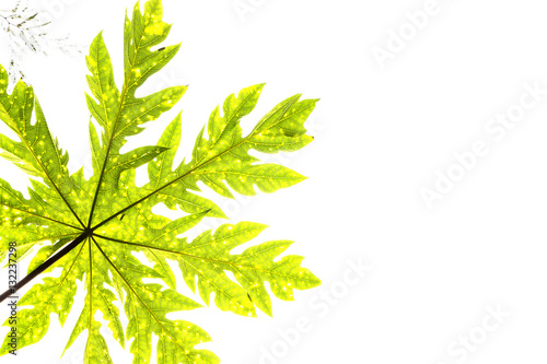 Fototapeta Naklejka Na Ścianę i Meble -  papaya leaf texture background