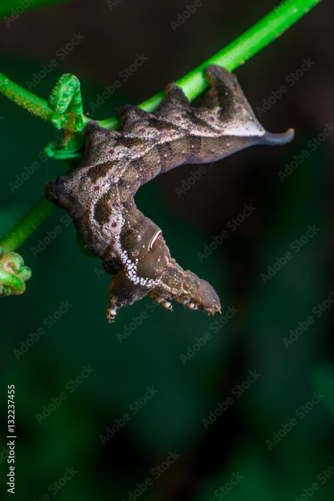 Fototapeta premium Elephant Hawk Moth (Deilephila elpenor) bending itself into L shape, lifting its head on a green stem diagonally inside a forest located at Bukit Bandaraya, Shah Alam, Selangor