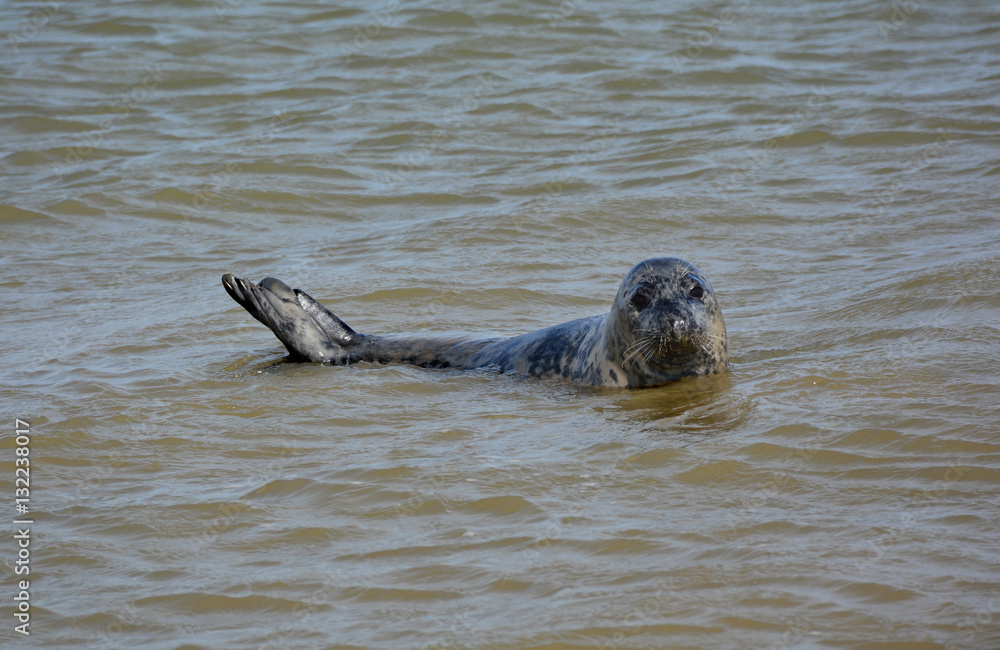 Obraz premium phoque