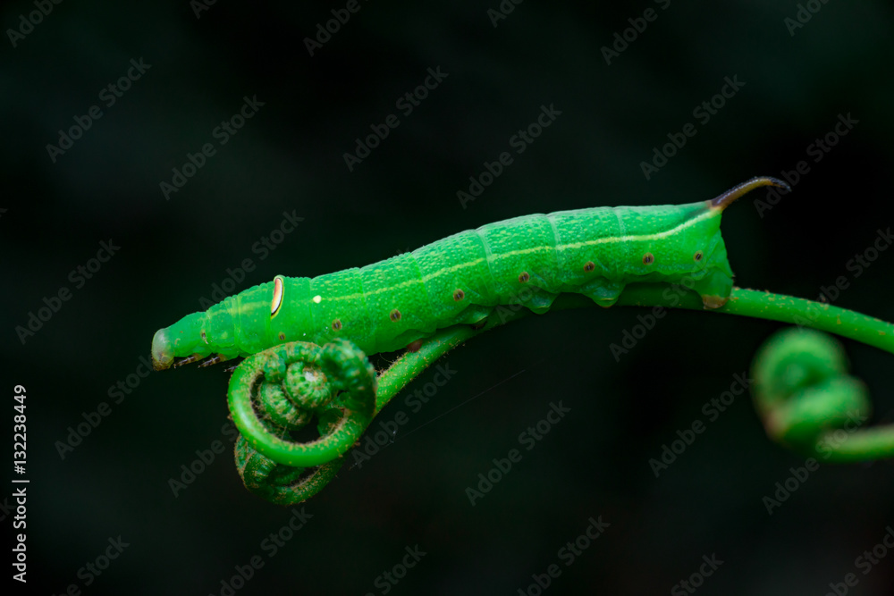 Pale Brown Hawk Moth Caterpillar (Theretra latreillii) with one tail lifting its head and have a rest and stay still on a green spiral twig with dark, blurry and soft background Pale Brown Hawk Moth Caterpillar (Theretra latreillii) with one tail lifting its head and have a rest and stay still on a green spiral twig with dark, blurry and soft background